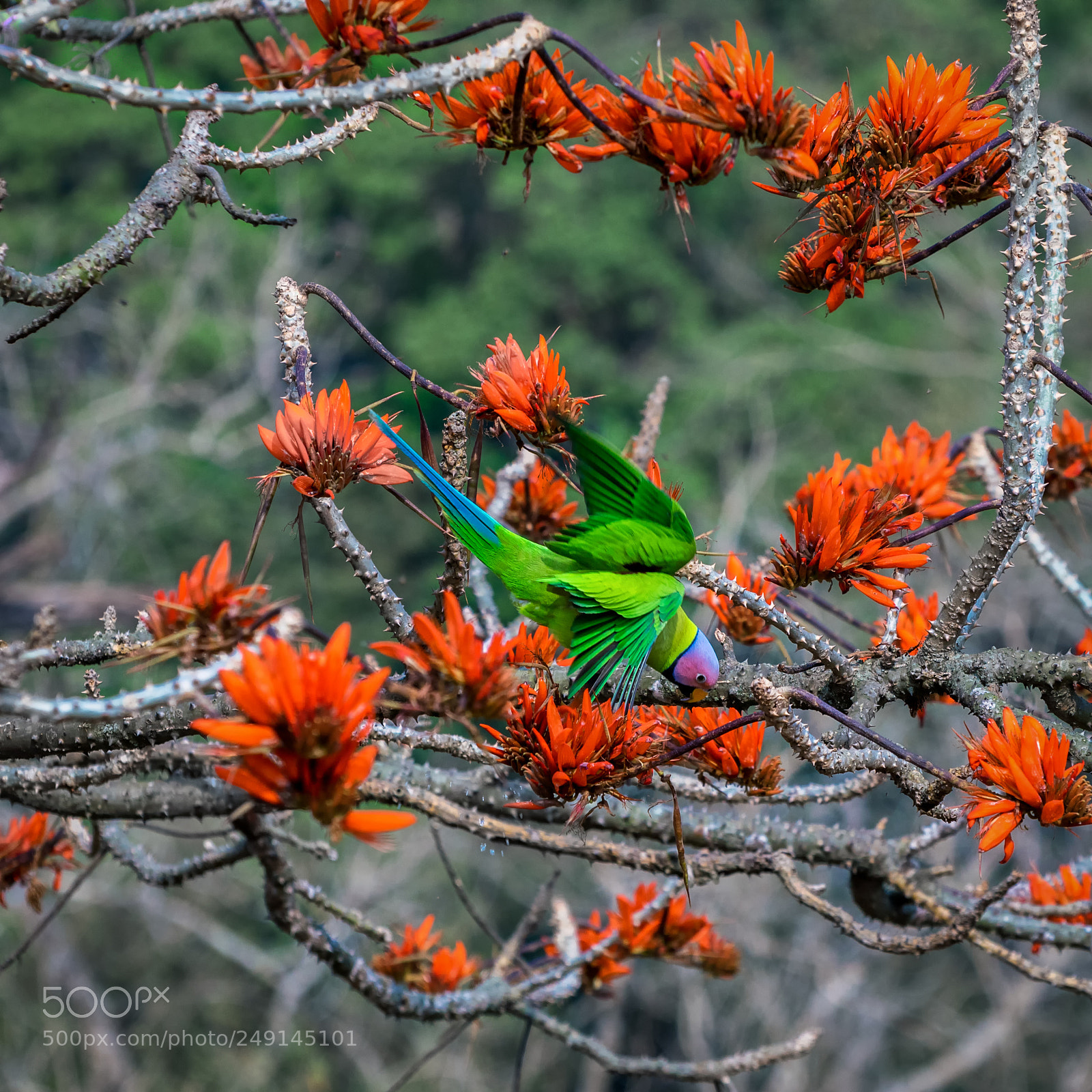 Nikon D5300 sample photo. Blossom headed parakeet photography