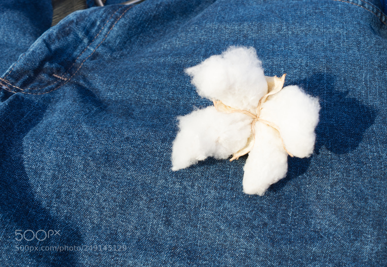 Sony a6300 sample photo. Cotton boll sitting on photography