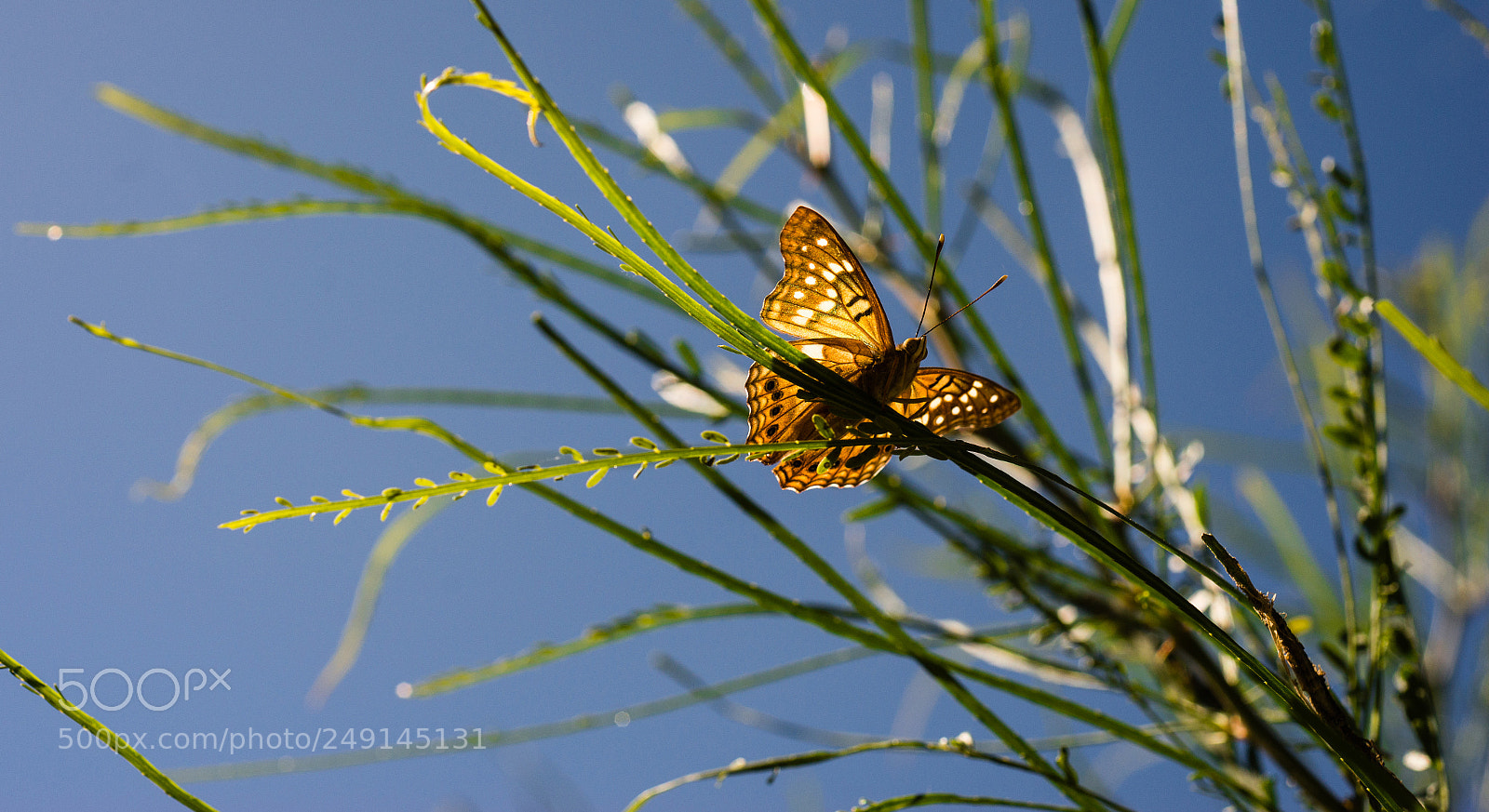 Sony SLT-A99V sample photo. Just hatched from caterpillar photography
