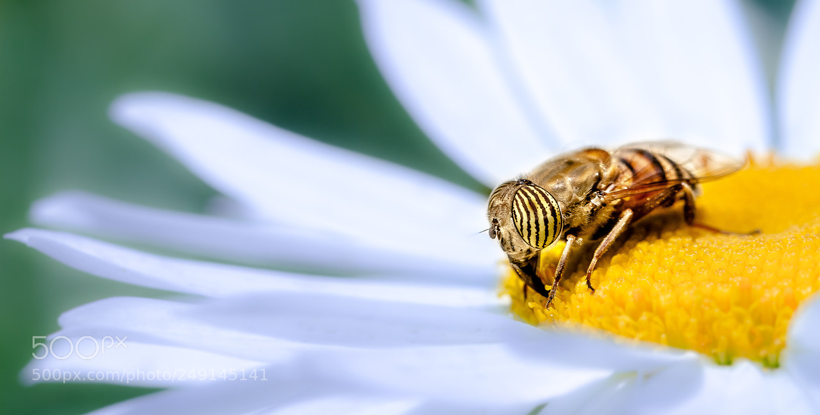 Canon EOS 7D sample photo. Bee and nectar photography