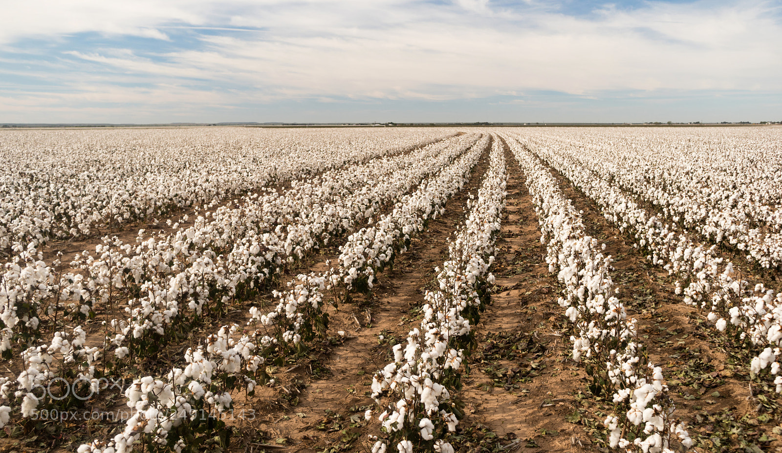 Sony a6300 sample photo. Cotton boll farm field photography