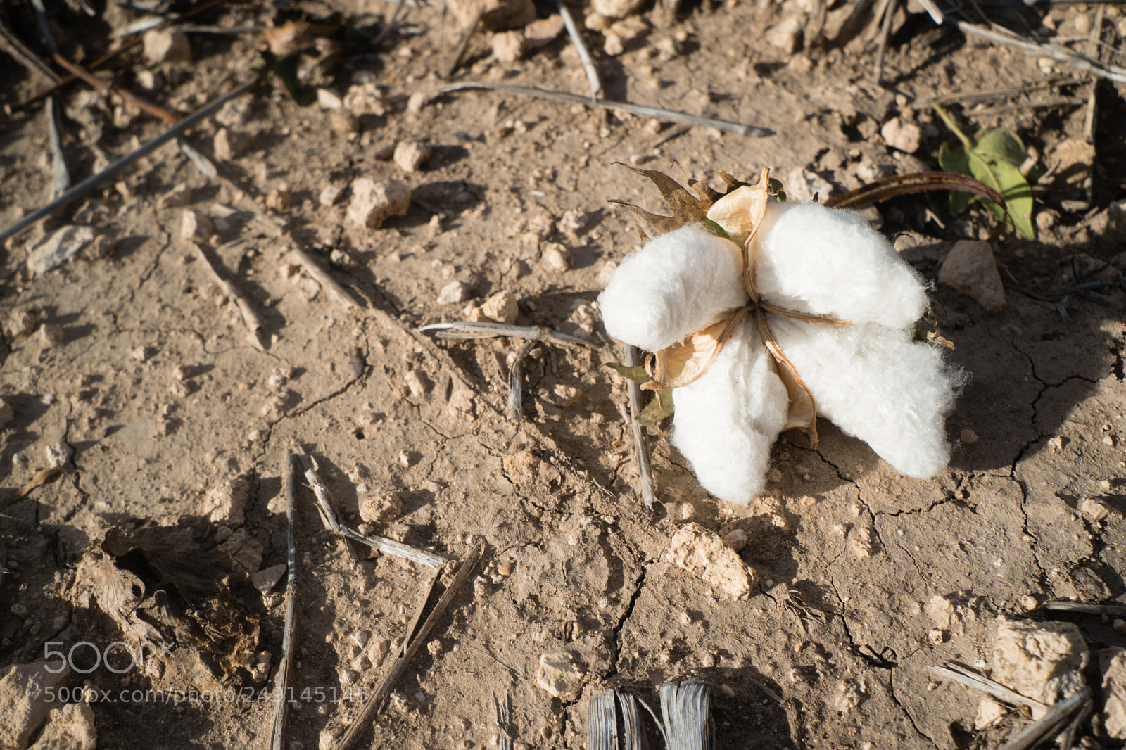 Sony a6300 sample photo. Cotton boll earth dirt photography