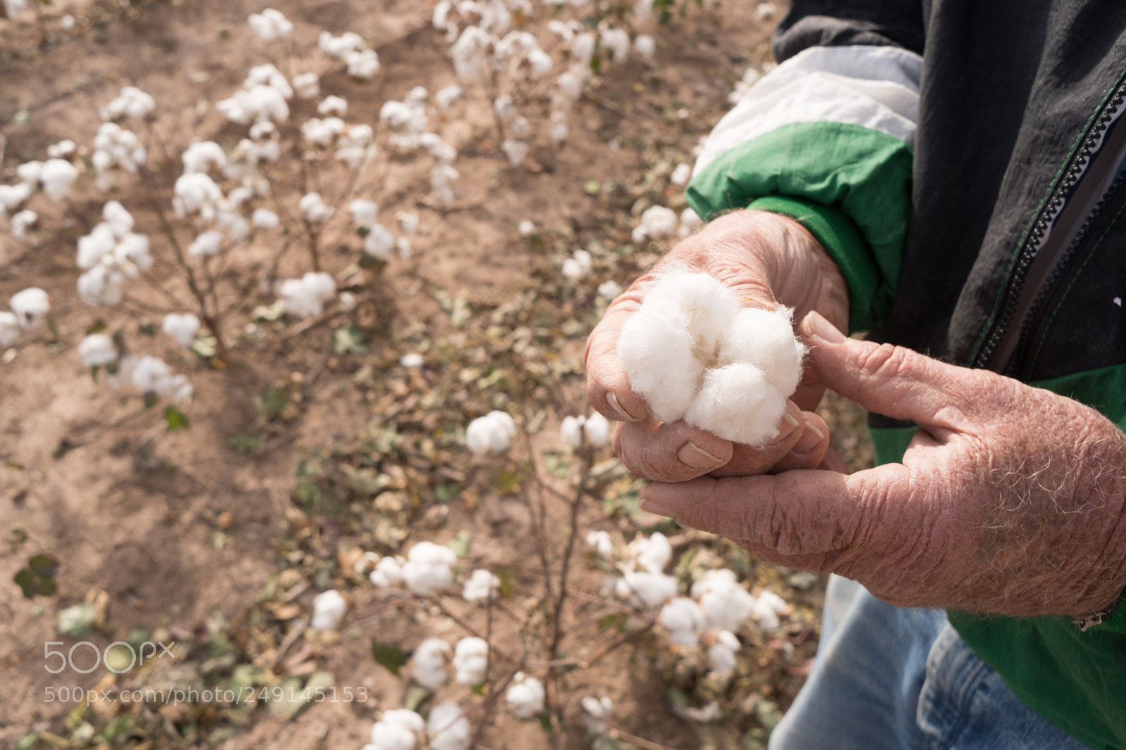 Sony a6300 sample photo. Man holds cotton boll photography