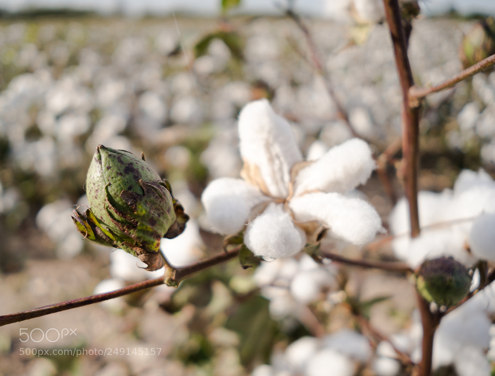 Sony a6300 sample photo. Cotton boll farm field photography