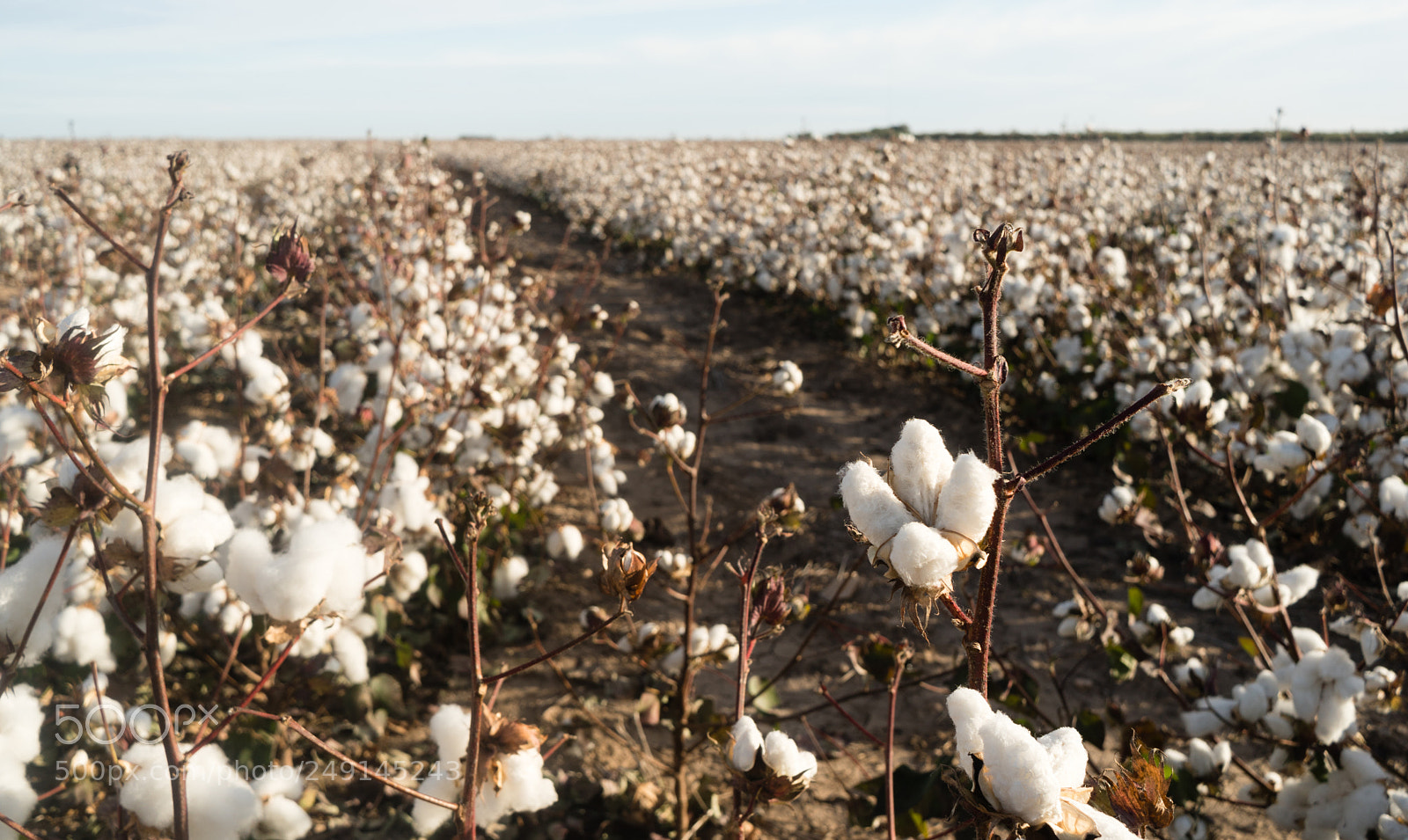 Sony a6300 sample photo. Cotton boll farm field photography