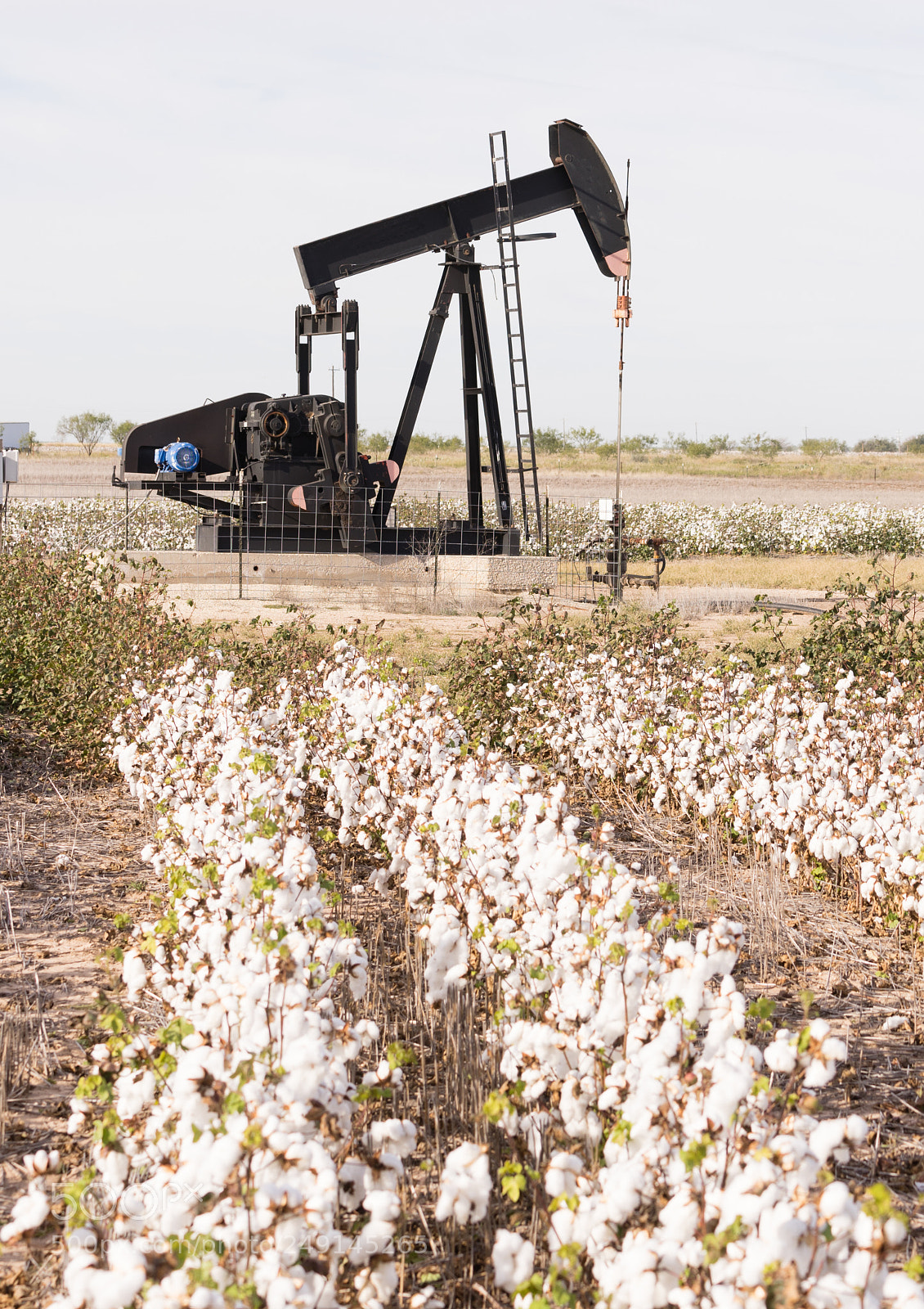 Sony a7 sample photo. Texas cotton filed textile photography