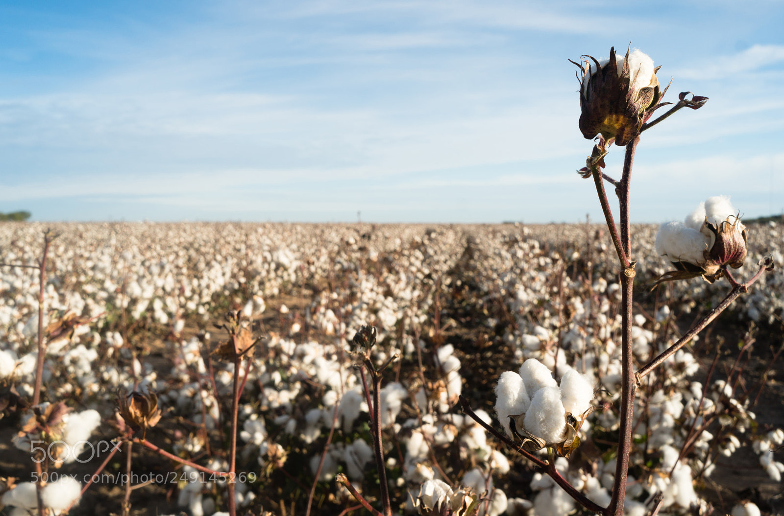 Sony a6300 sample photo. Cotton boll farm field photography