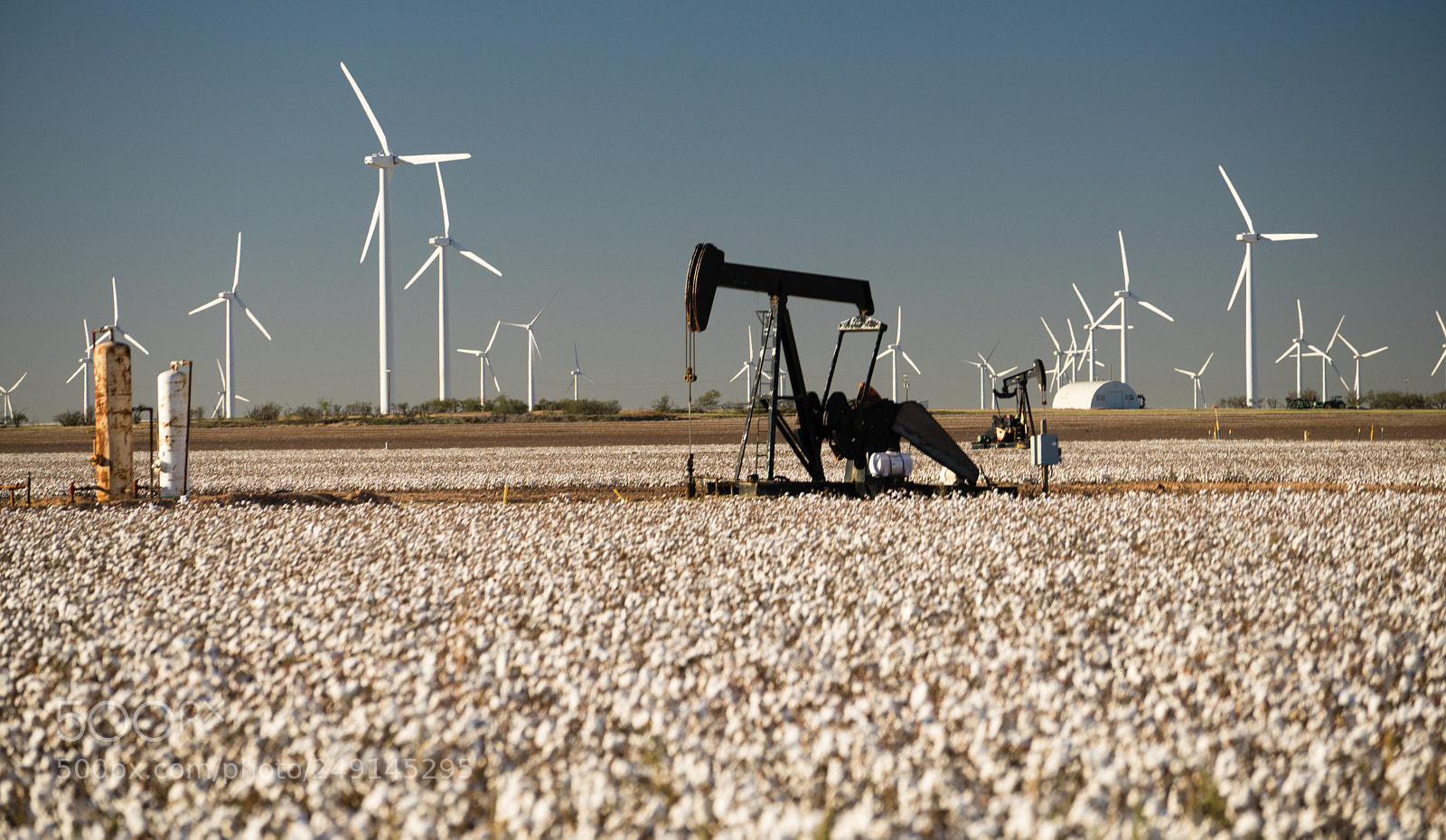 Sony a7 sample photo. Texas cotton filed textile photography