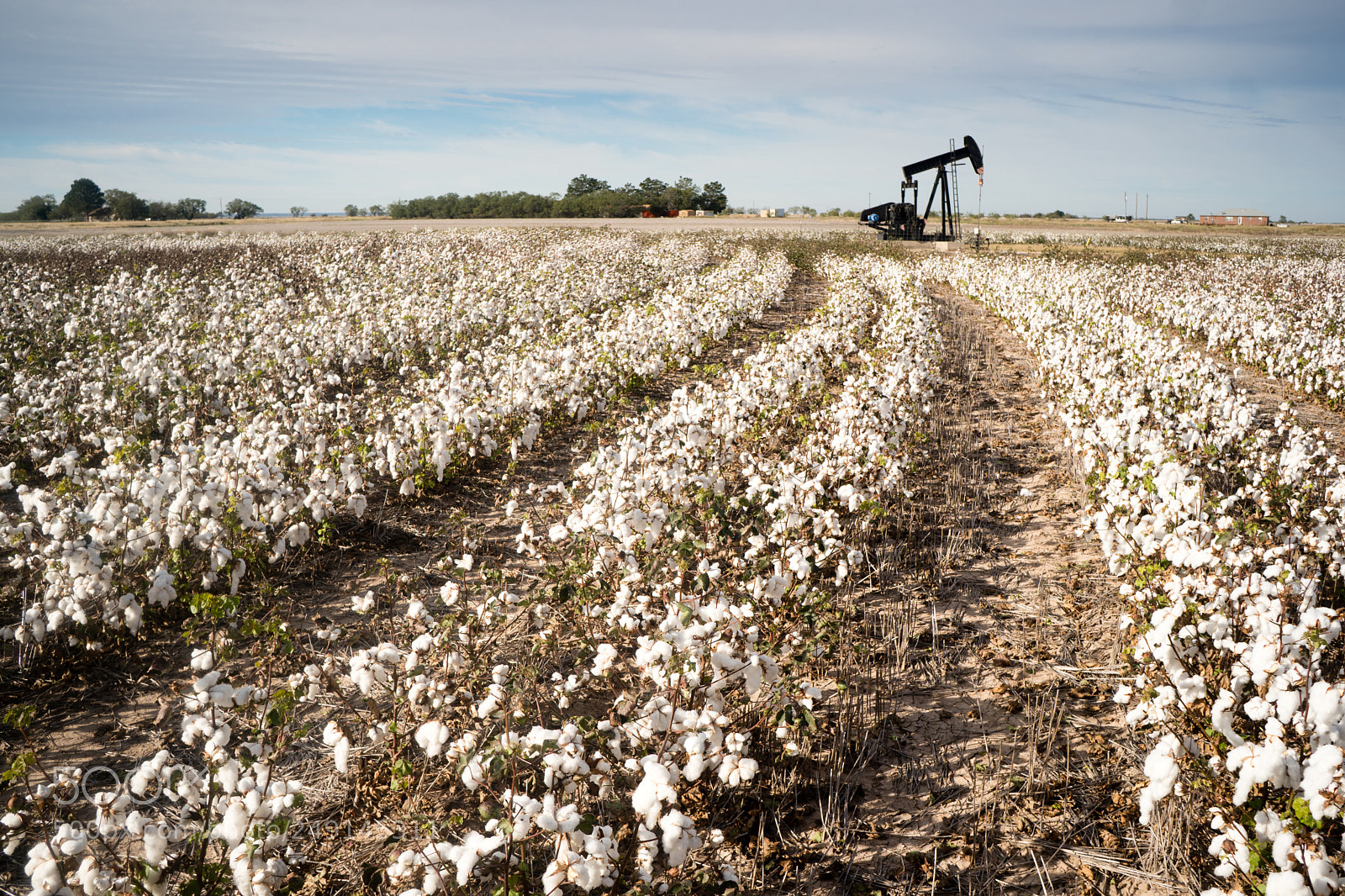 Sony a6300 sample photo. Texas cotton filed textile photography