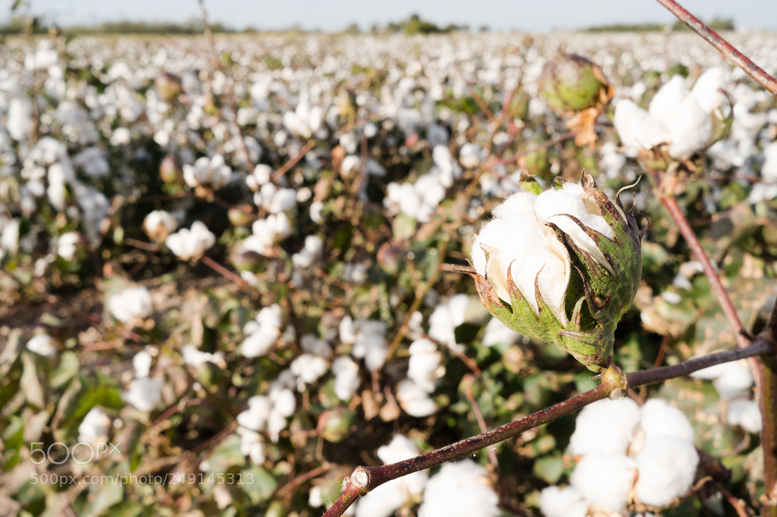Sony a6300 sample photo. Cotton boll farm field photography