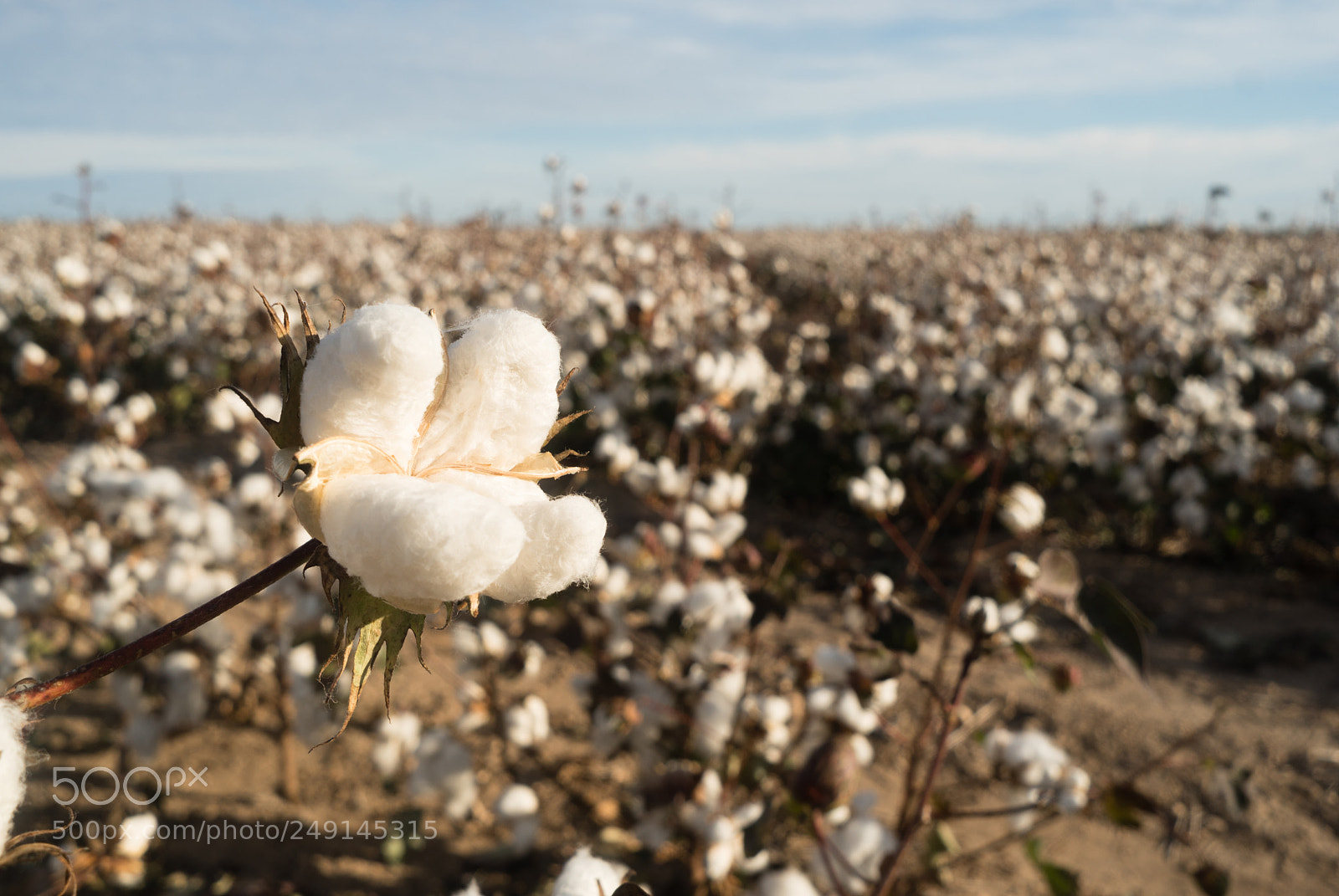Sony a6300 sample photo. Cotton boll farm field photography