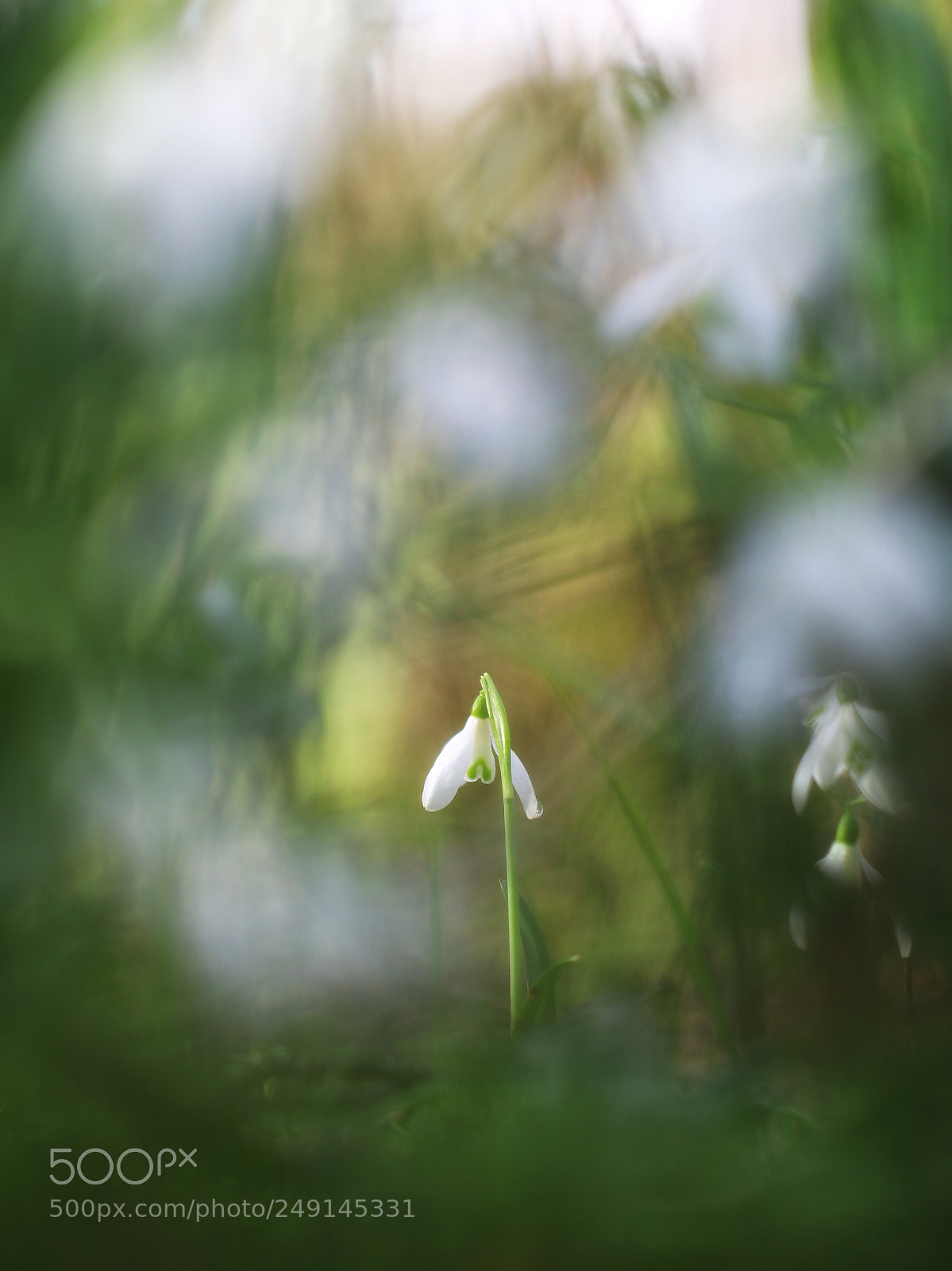 Canon EOS 80D sample photo. First flowers photography