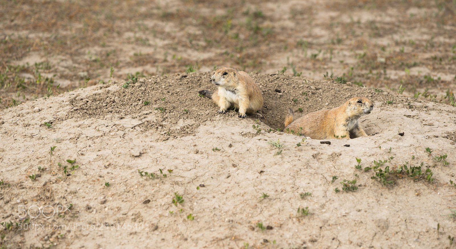 Sony a7 sample photo. Prarie dogs stand sentry photography