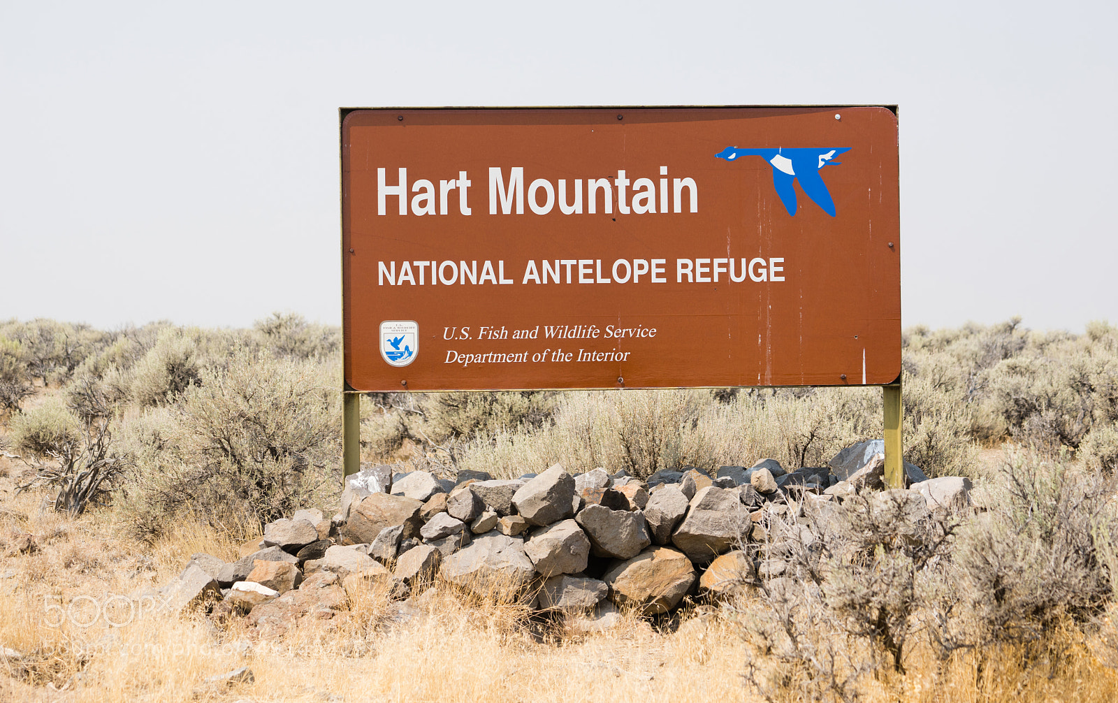 Sony a7 sample photo. Hart mountain national antelope photography