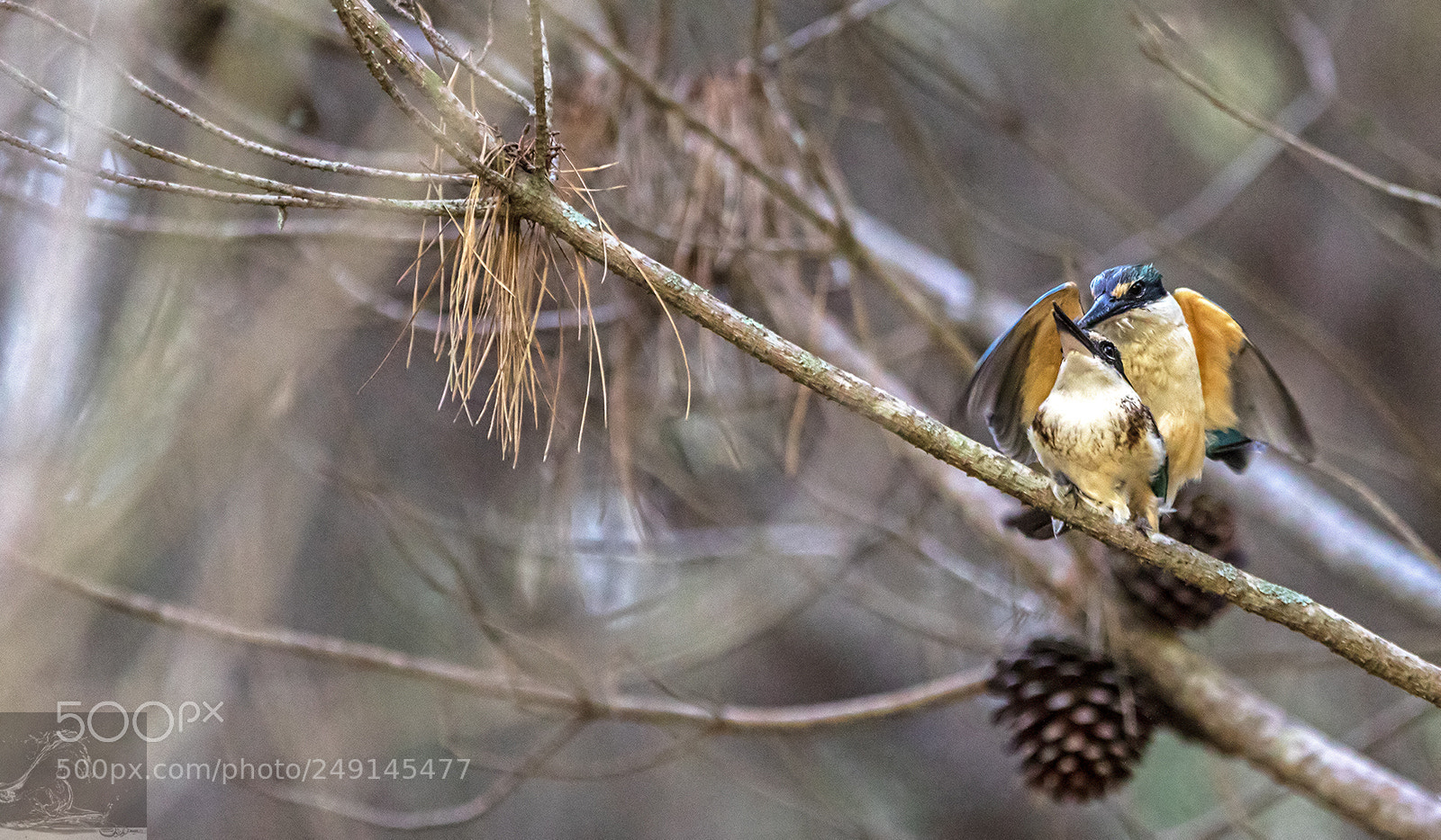 Canon EOS 7D Mark II sample photo. Sacred kingfisher 89 photography