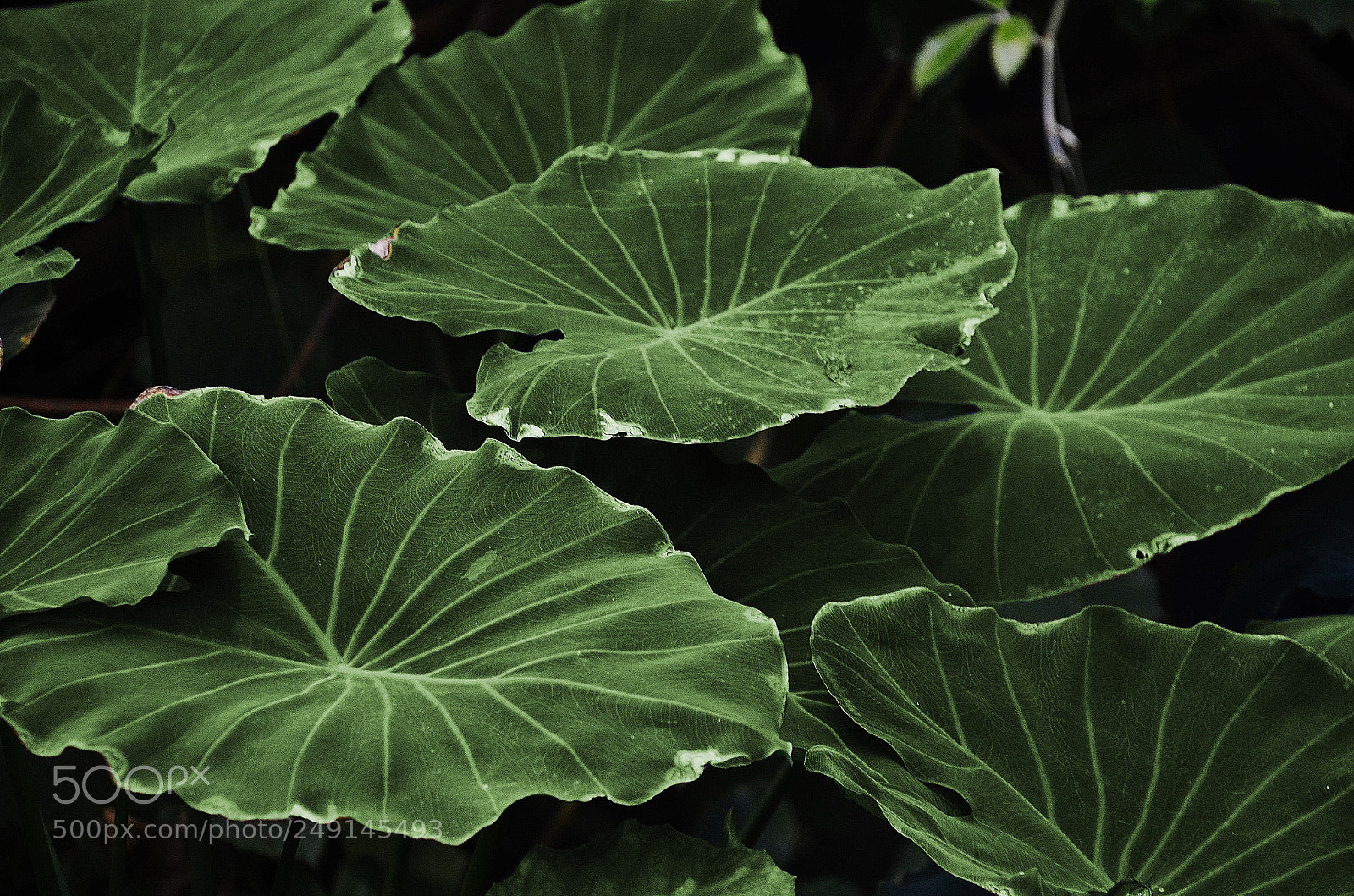 Nikon D7000 sample photo. Leaf leaves colorful green photography