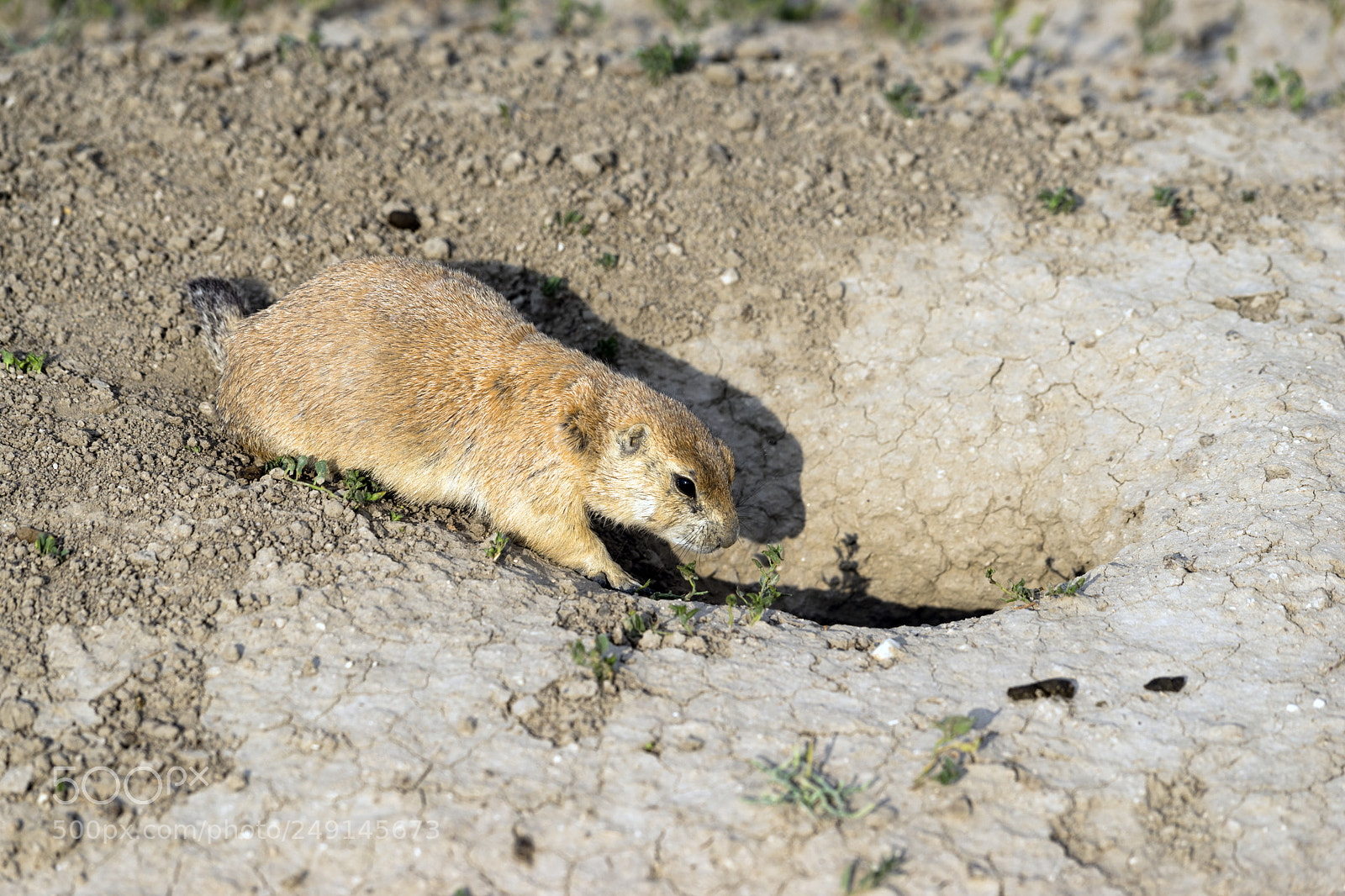 Sony a7 sample photo. Prairie dog stand sentry photography