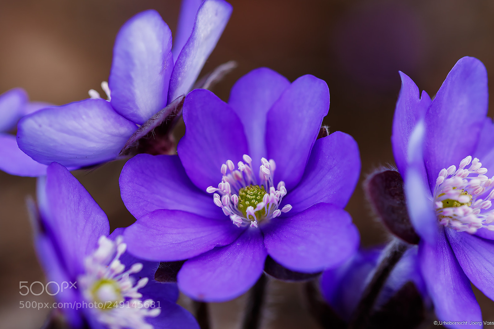 Canon EOS 7D Mark II sample photo. First flowers photography