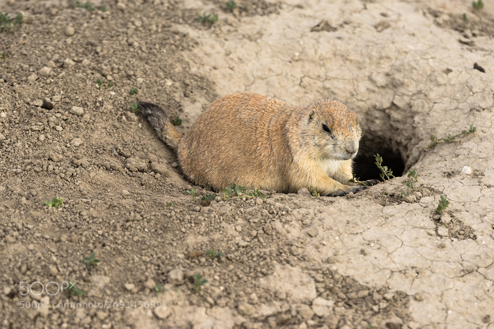 Sony a7 sample photo. Prarie dog stand sentry photography