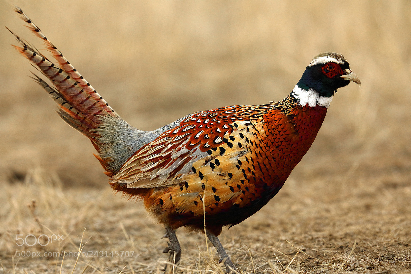 Canon EOS 5D Mark IV sample photo. Lovely bird in lucky photography