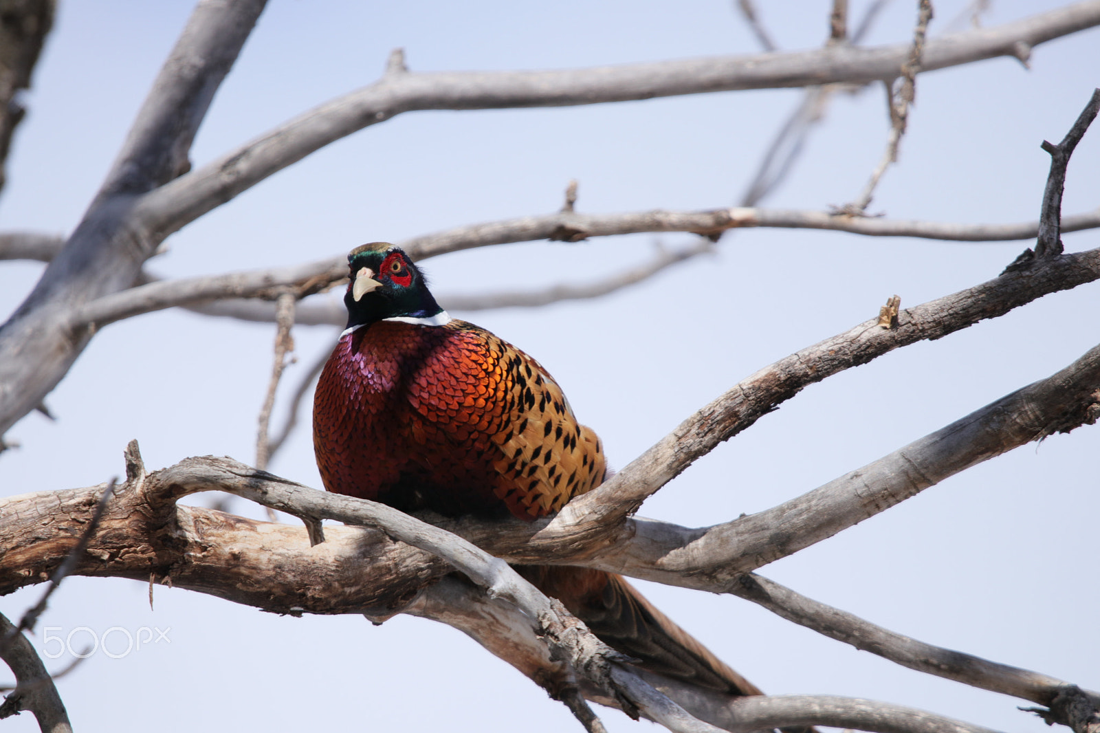 Canon EOS 80D + Sigma 150-600mm F5-6.3 DG OS HSM | C sample photo. The tree pheasant photography