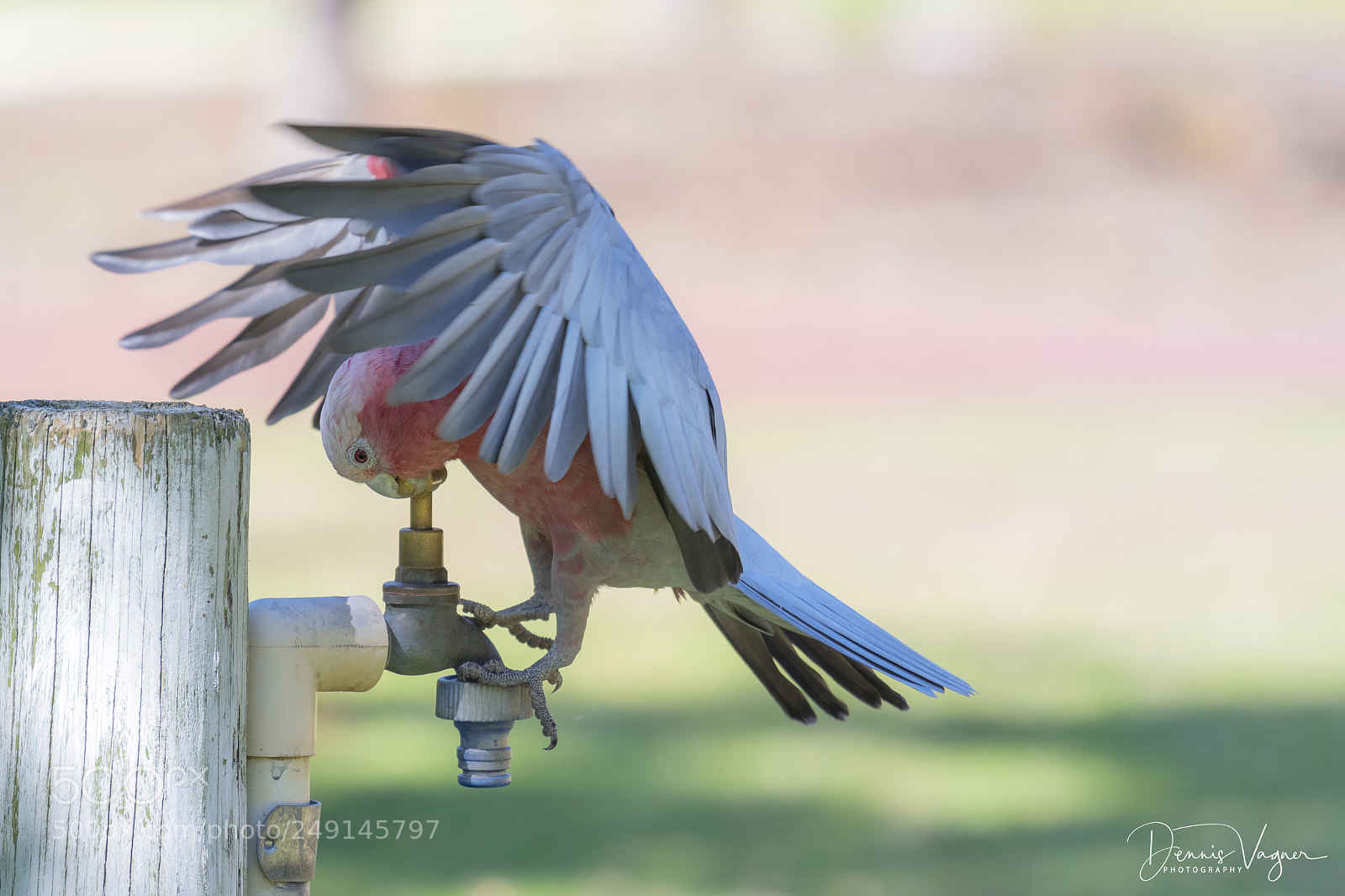 Nikon D500 sample photo. I am thirsty photography
