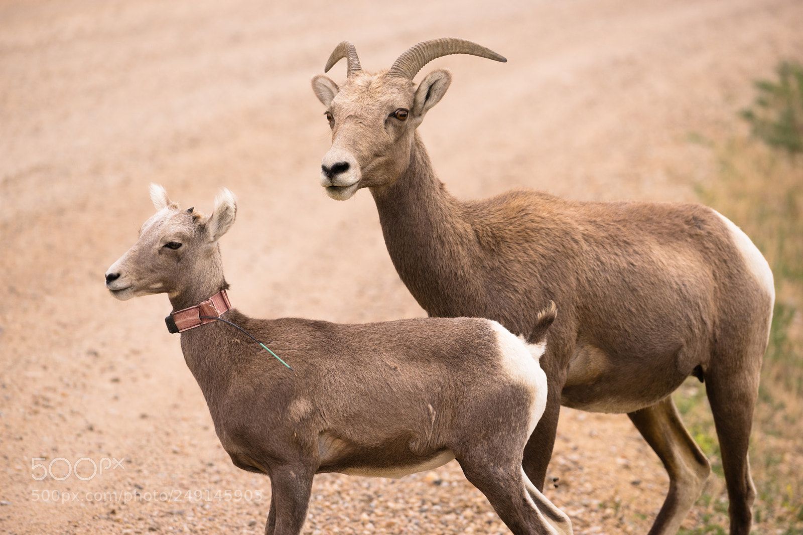 Sony a7 sample photo. A mother mountain sheep photography