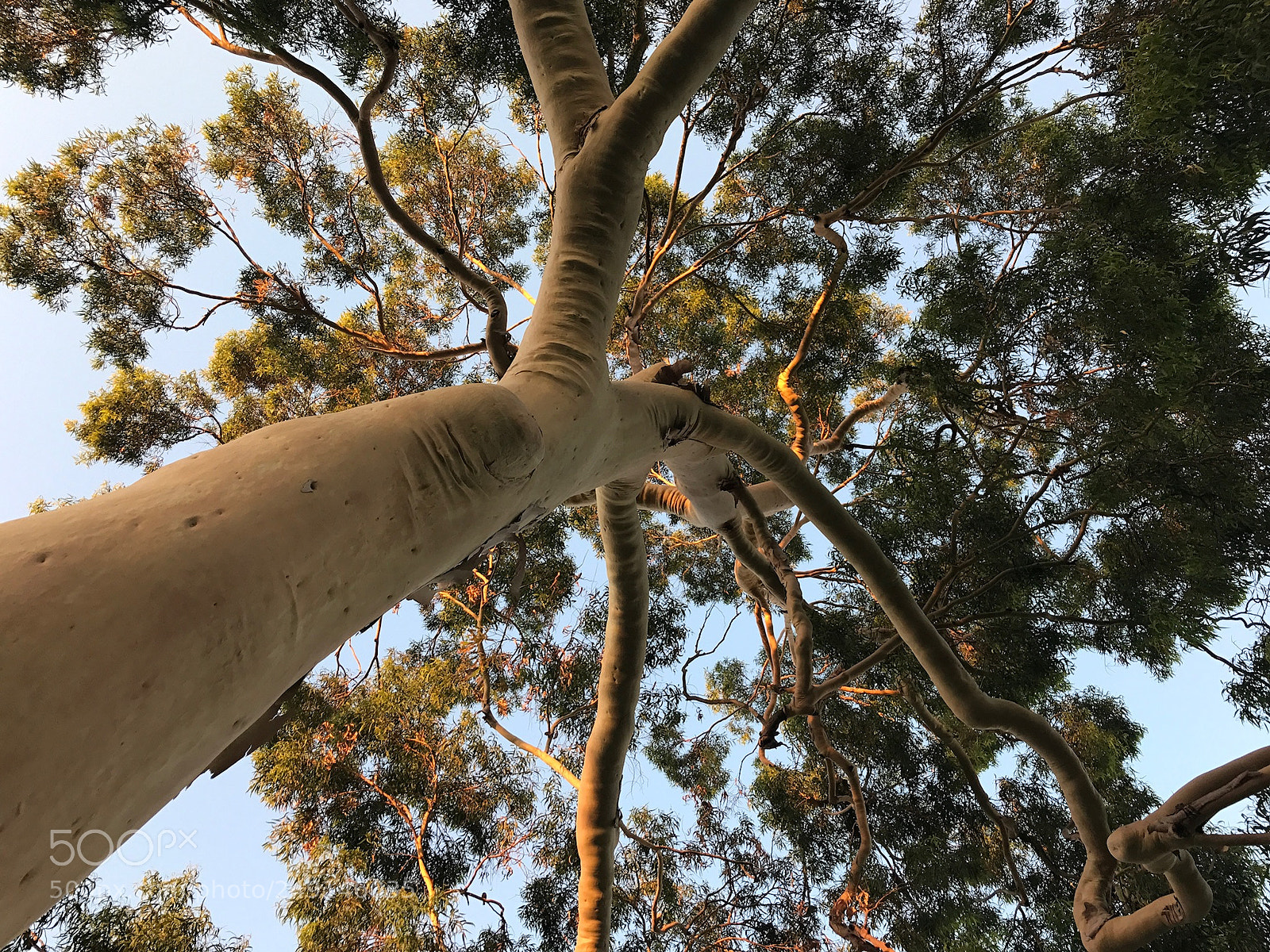 Apple iPhone 7 Plus sample photo. Gorgeous tree photography