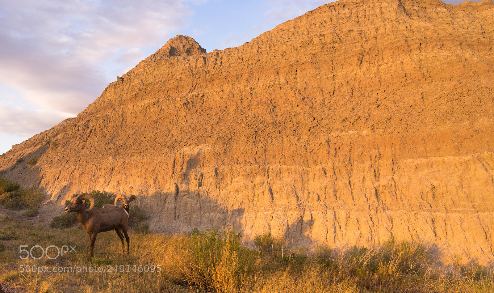 Sony a7 sample photo. Wild animal high desert photography