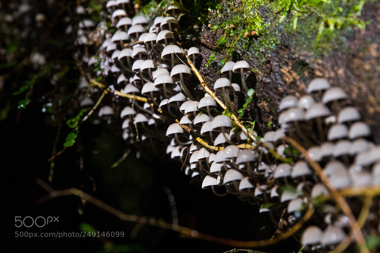 Canon EOS 80D sample photo. Mushroom city photography