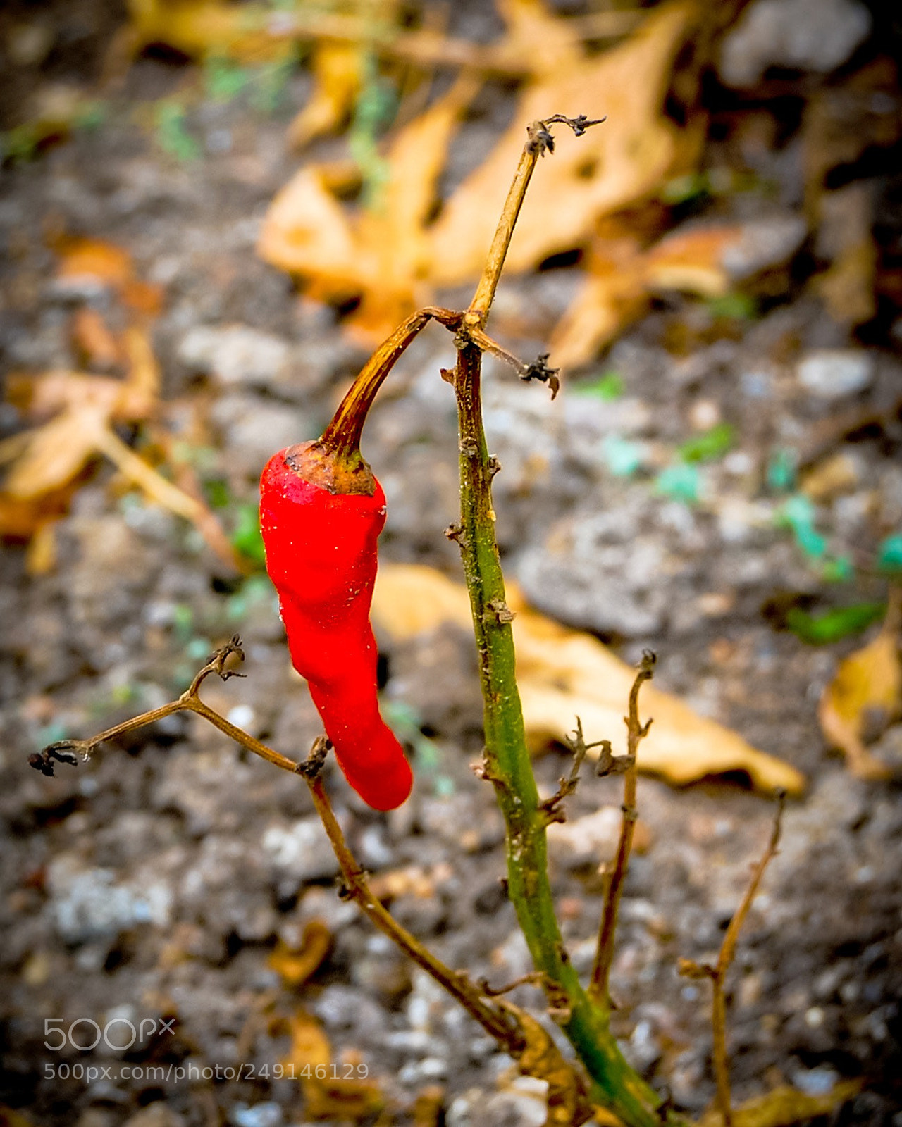 Nikon D40 sample photo. Chilies photography