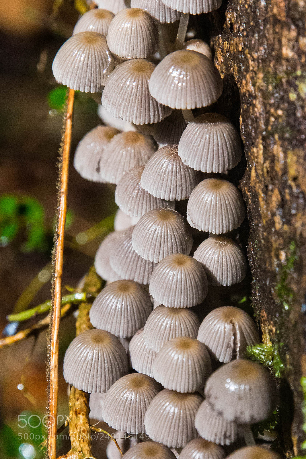 Canon EOS 80D sample photo. Mushroom heads photography