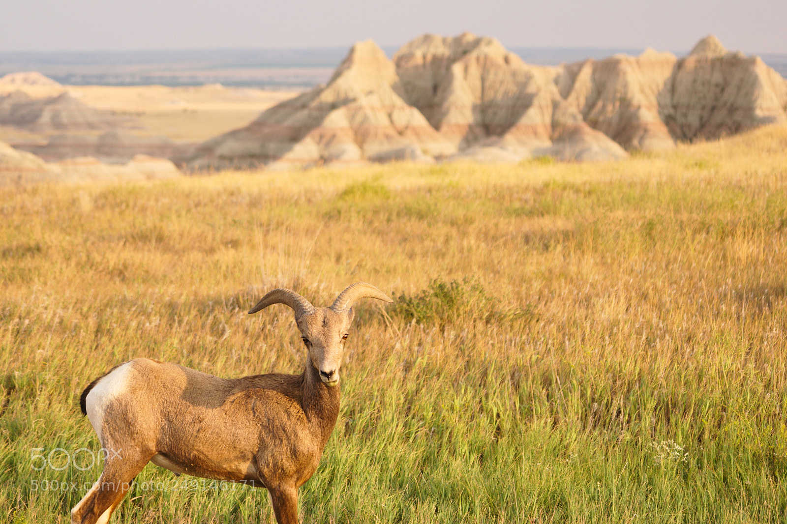 Sony a6300 sample photo. Wild animal high desert photography