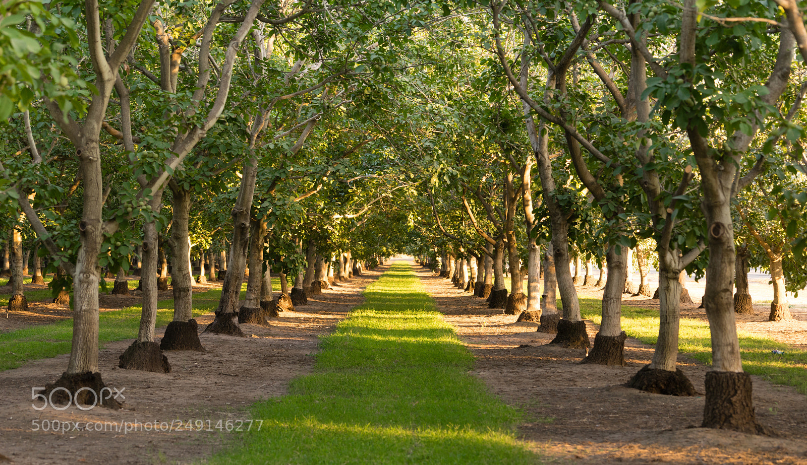 Sony a7 sample photo. Lime orchard sour tart photography