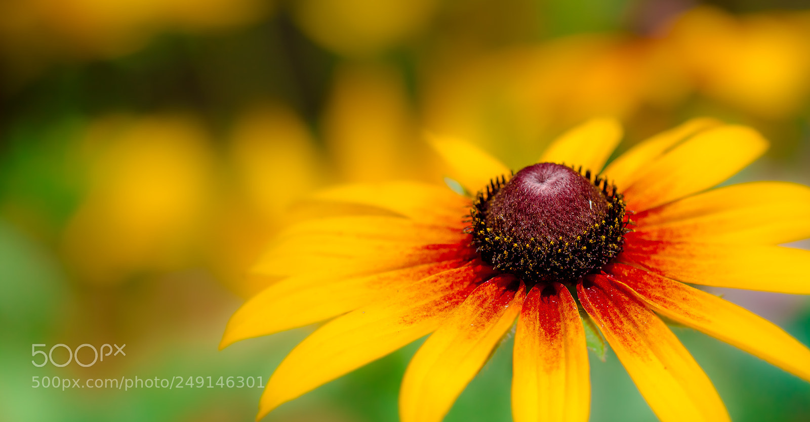 Canon EOS 7D sample photo. Sunflowers photo photography