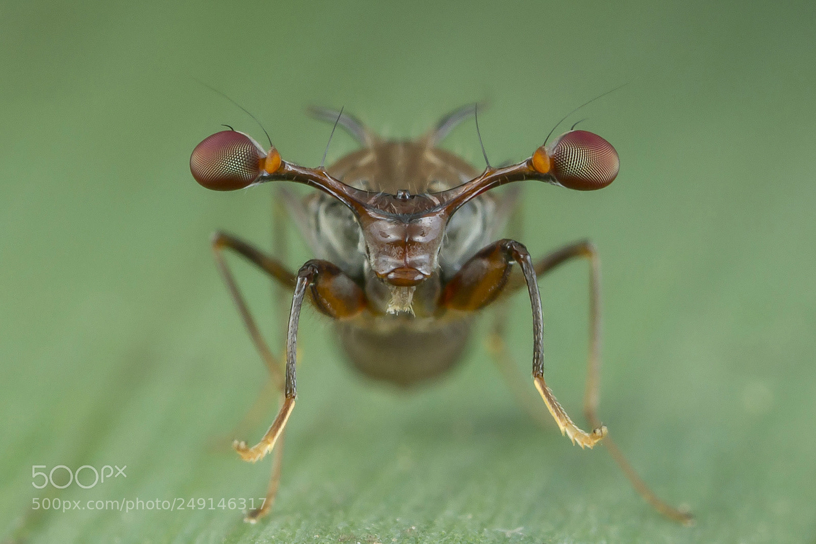 Canon EOS 7D sample photo. Stalk-eyed fly photography