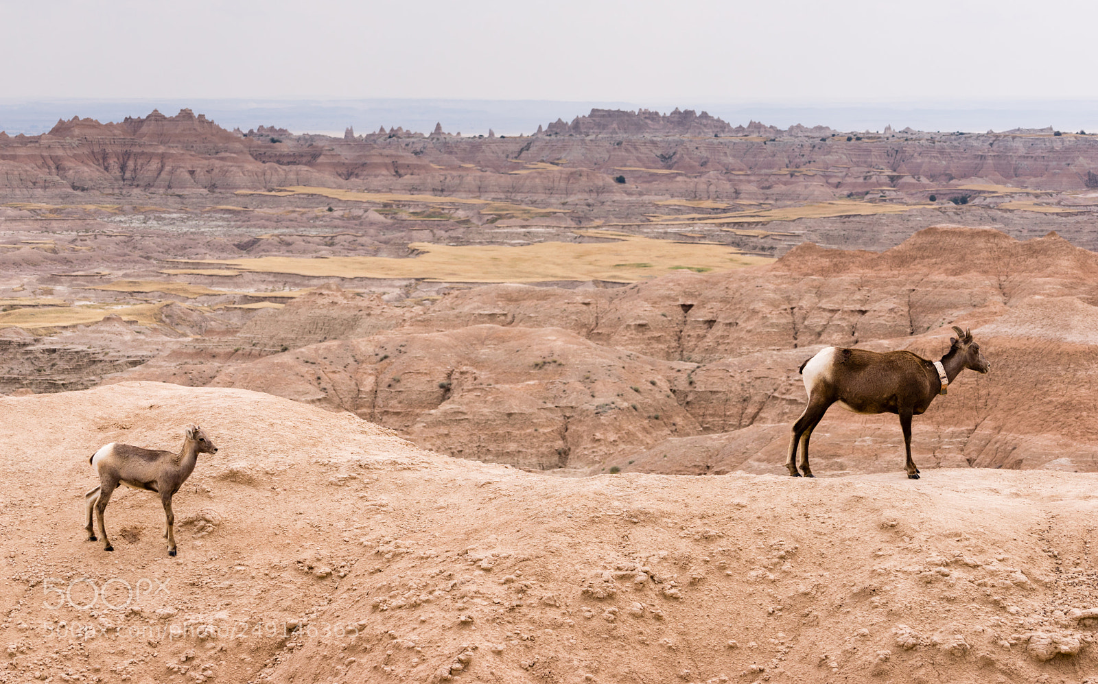 Sony a7 sample photo. Bighorn sheep mother and photography