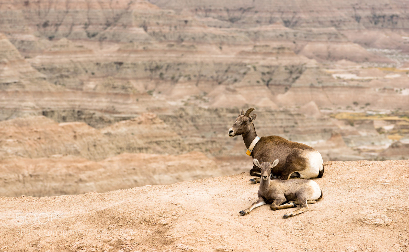 Sony a7 sample photo. Bighorn sheep mother and photography