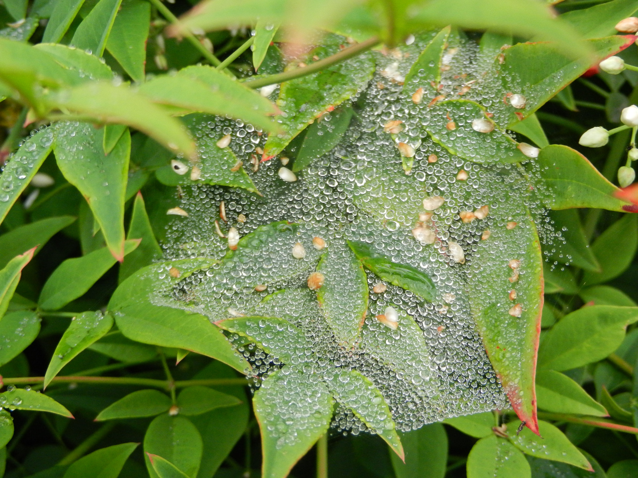 Nikon Coolpix S9100 sample photo. Spider drips photography