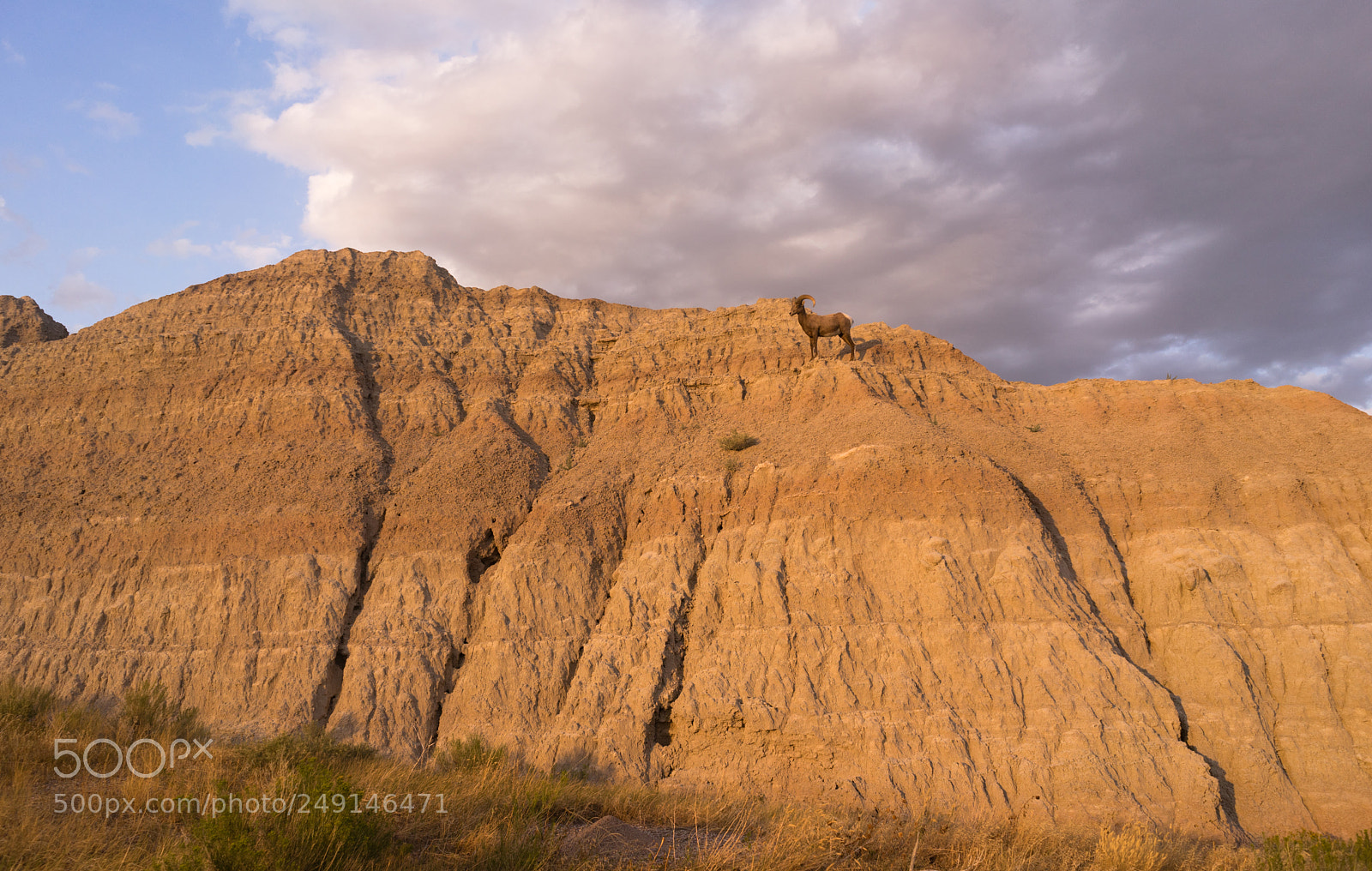 Sony a7 sample photo. Wild animal high desert photography