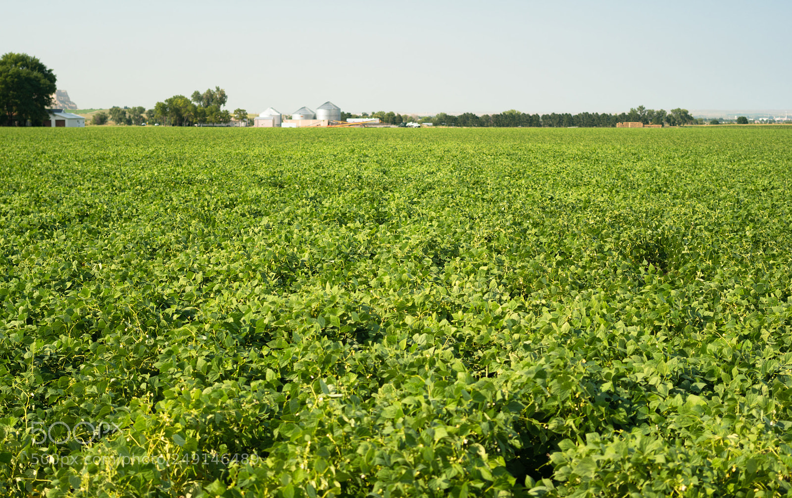 Sony a6300 sample photo. Field of beans farm photography