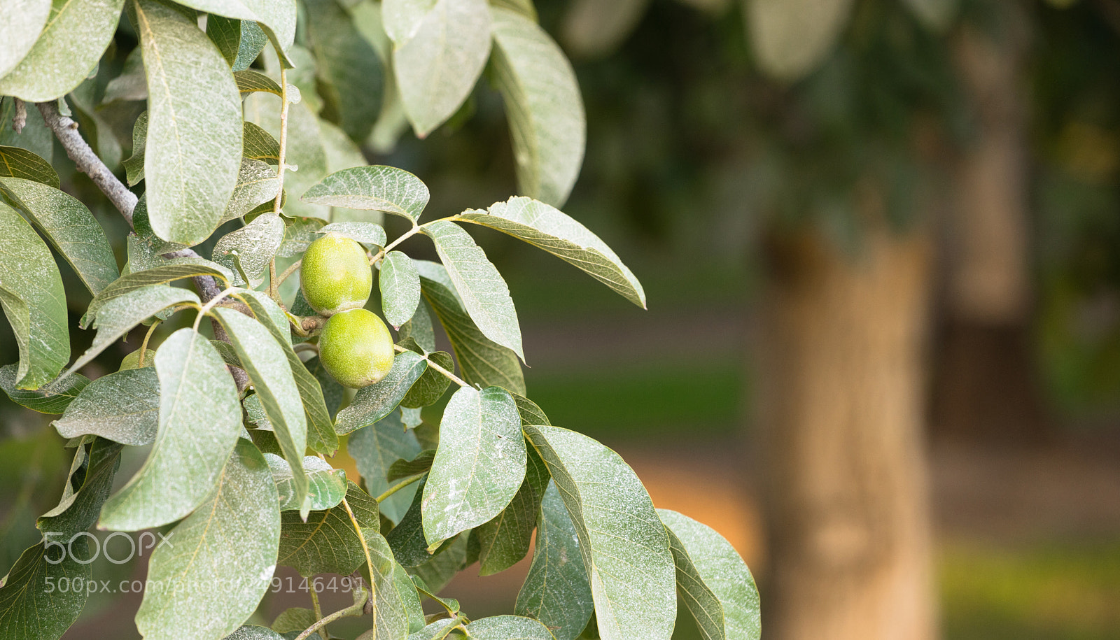 Sony a7 sample photo. Lime orchard tart fruit photography