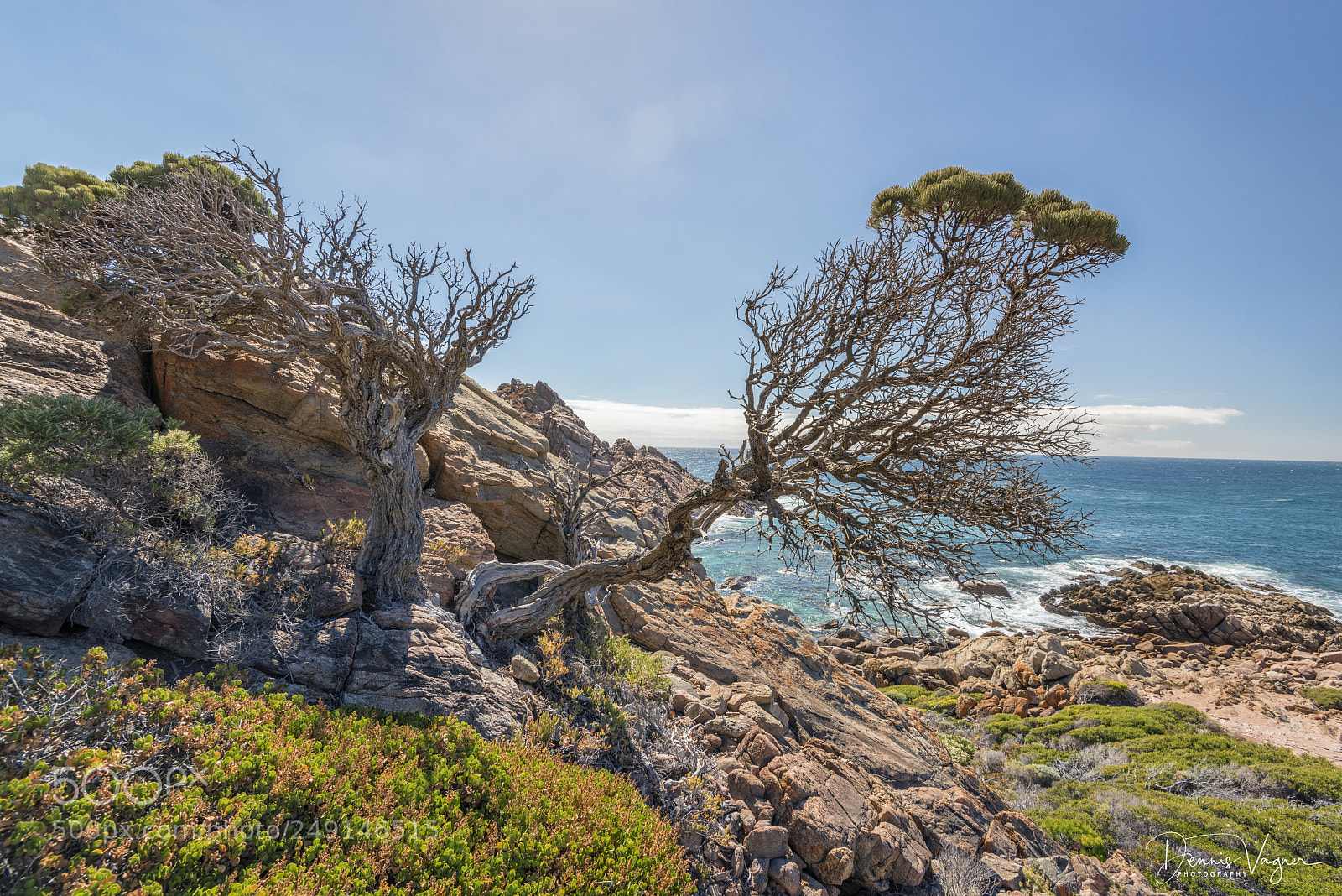 Nikon D810 sample photo. Looks like bonsai photography