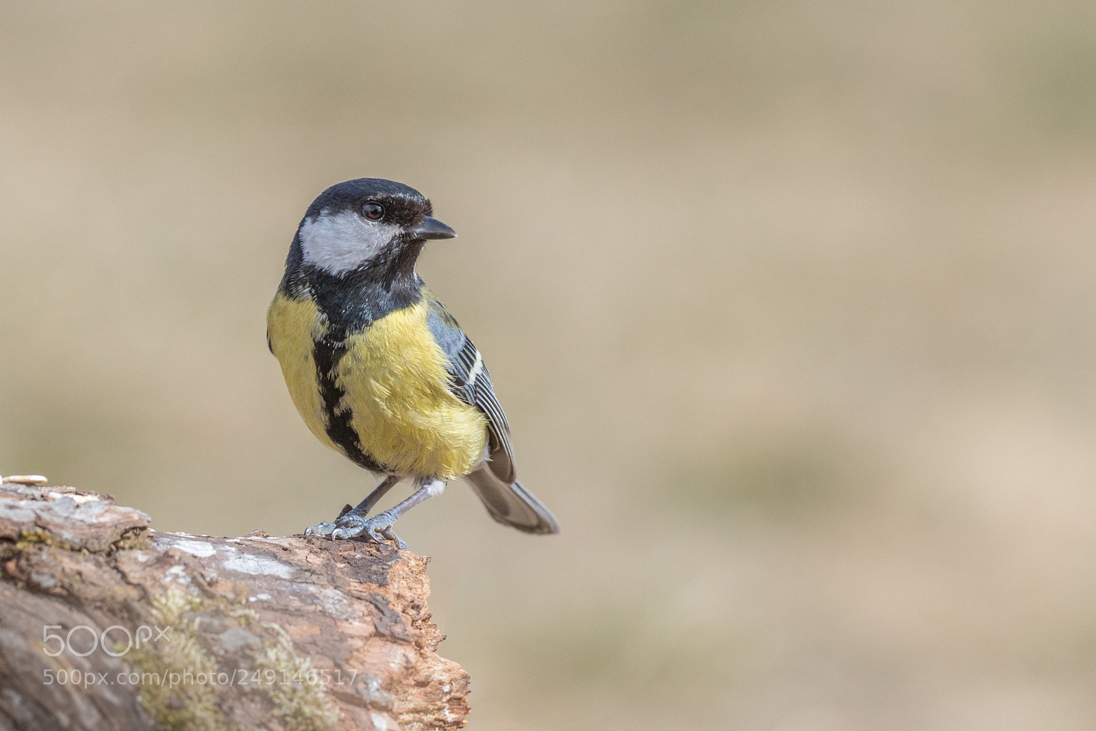 Canon EOS 7D Mark II sample photo. Great tit photography