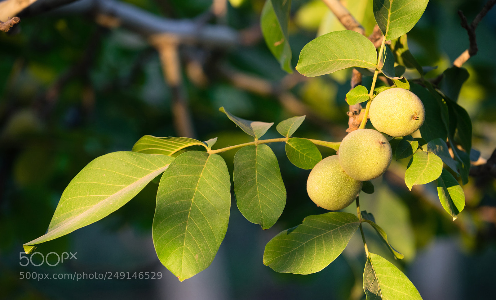Sony a7 sample photo. Lime orchard tart fruit photography