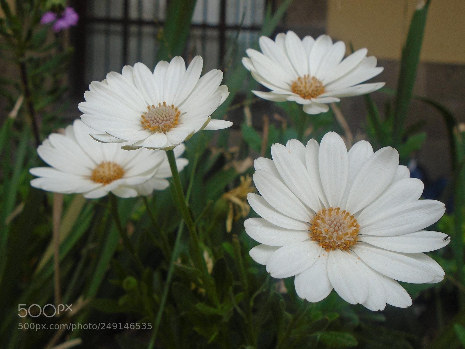 Sony Cyber-shot DSC-W800 sample photo. Indenticas :). photography