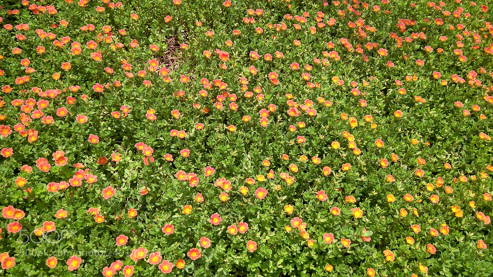 Xiaomi Redmi 4A sample photo. Poppy packed photography