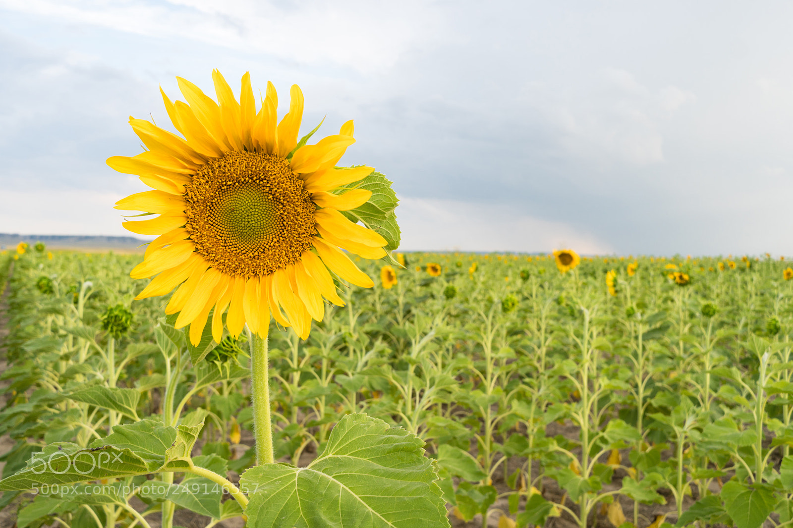 Sony a6300 sample photo. Sunflower farm field agriculture photography
