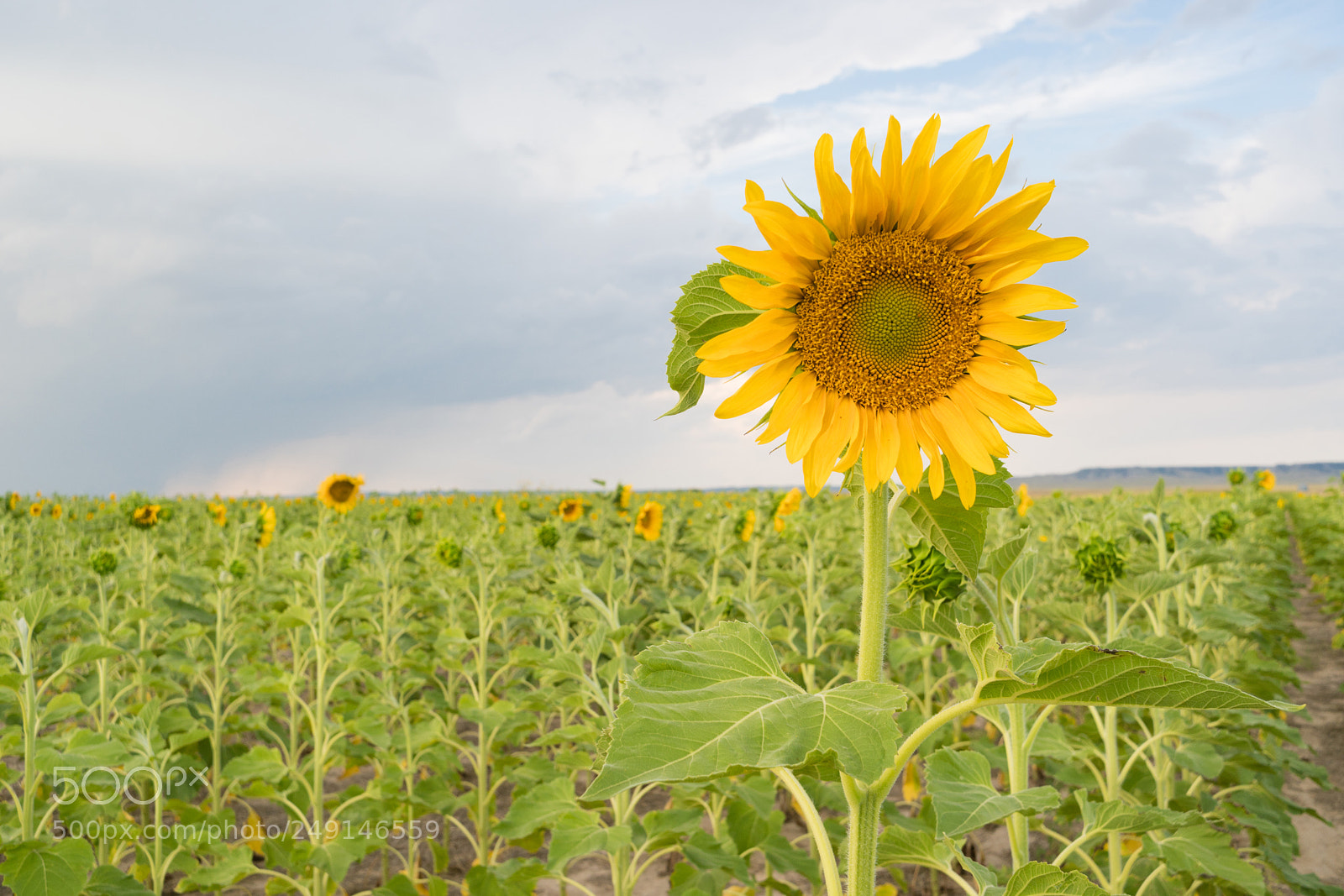 Sony a6300 sample photo. Sunflower farm field agriculture photography