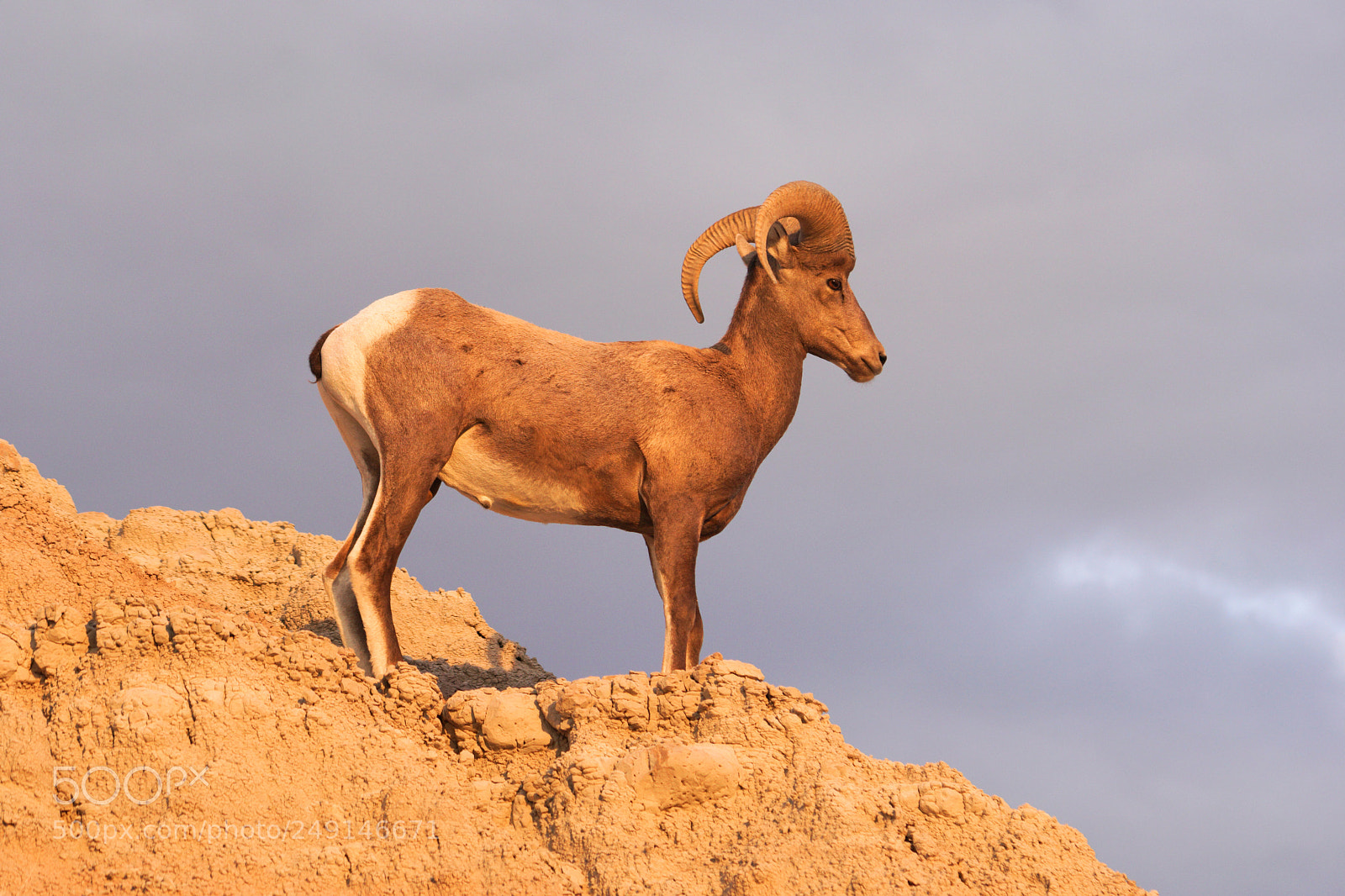 Sony a6300 sample photo. Wild animal high desert photography